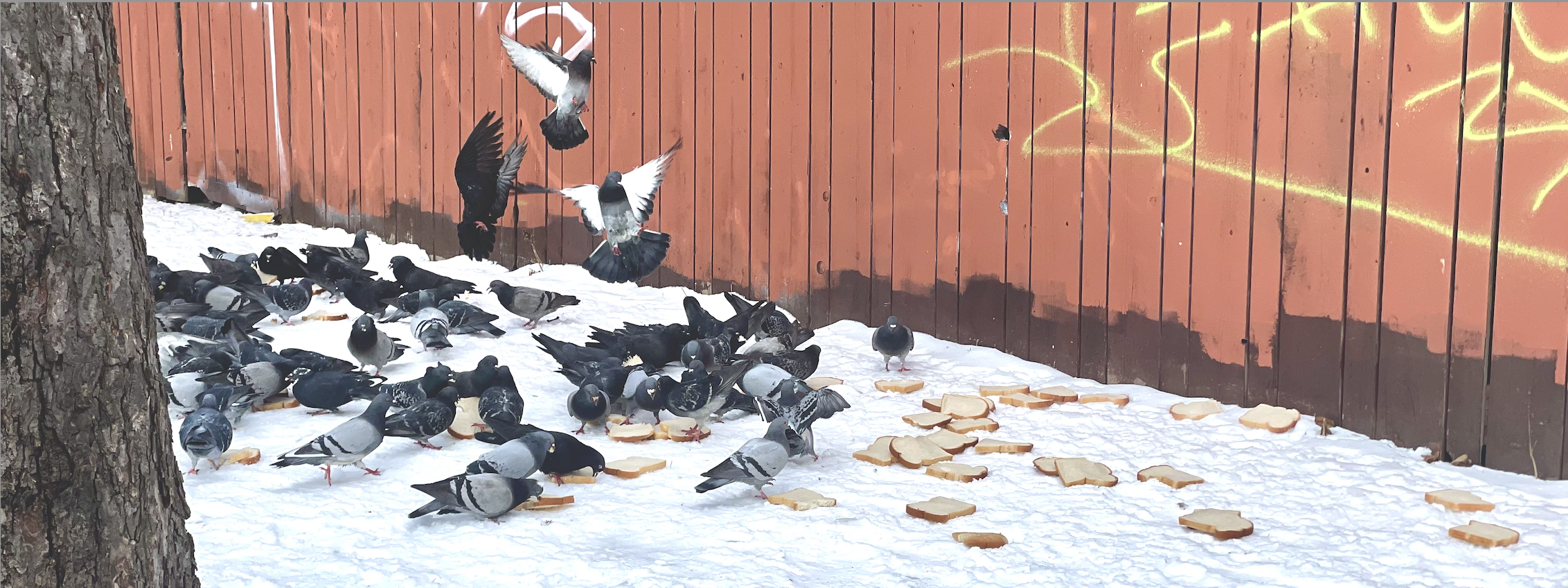 Pigeons and bread on a snowy day.